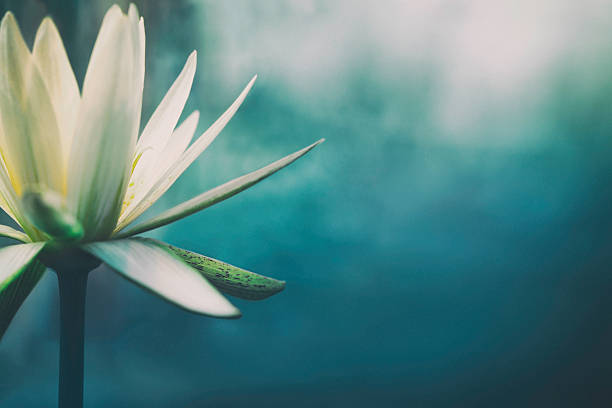 lotus-flower-in-bloom-picture-id500217760